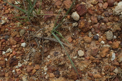 Rytidosperma tenuius