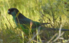 Barnardius zonarius