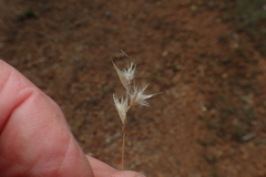 Rytidosperma tenuius