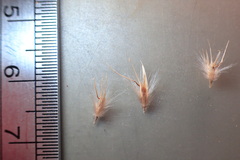 Rytidosperma tenuius