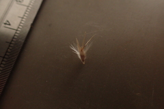 Rytidosperma tenuius