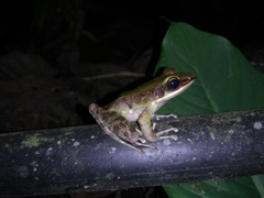 Odorrana hosii