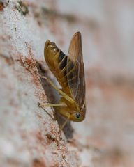 Populicerus