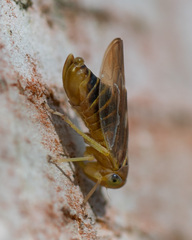 Populicerus