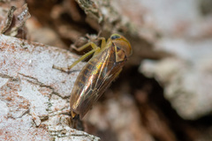 Populicerus
