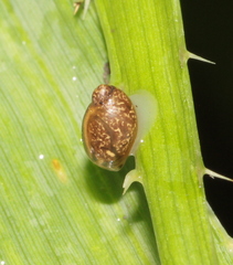 Physa