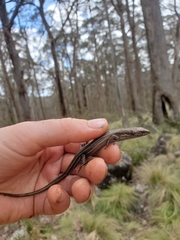 Pseudemoia pagenstecheri