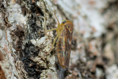 Populicerus