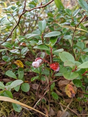 Gaultheria pyroloides