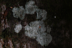 Lecanora carpinea