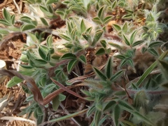 Leobordea divaricata