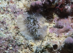 Dendrodoris grandiflora