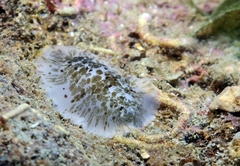 Dendrodoris grandiflora
