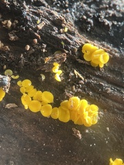 Calycina