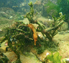 Hippocampus abdominalis