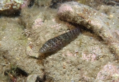 Lepadogaster candolii