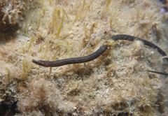 Nerophis lumbriciformis