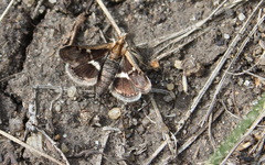Titanio normalis