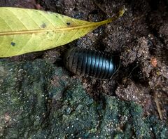 Arthrosphaera
