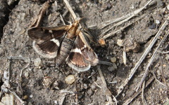 Titanio normalis