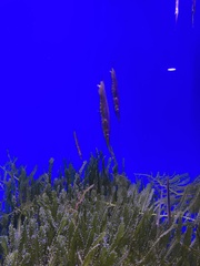 Centriscus scutatus