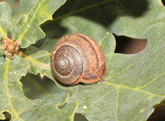 Portugala inchoata