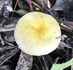 Bolbitius