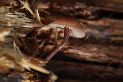 Mycena purpureofusca
