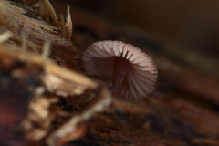 Mycena purpureofusca
