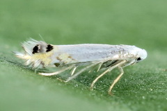 Leucoptera