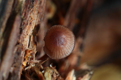 Mycena purpureofusca