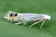 Leucoptera