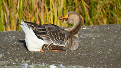 Anser anser domesticus × anser cygnoides domesticus