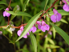 Impatiens rosea