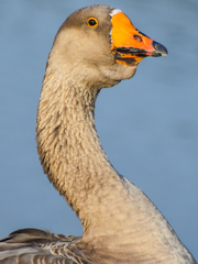 Anser anser domesticus × anser cygnoides domesticus
