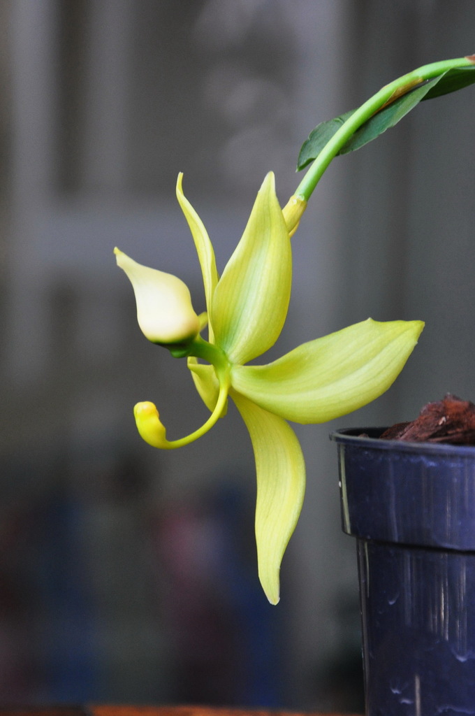 Cycnoches ventricosum (Orquídeas de Selvas tropicales húmedas) · iNaturalist