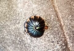 Arthrosphaera