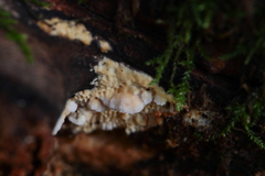 Basidioradulum radula