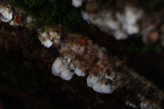 Basidioradulum radula