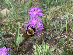 Bombus sibiricus