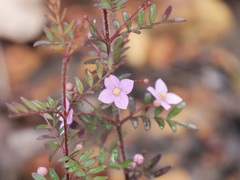 Boronia gracilipes