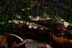 Basidioradulum radula