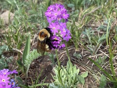 Bombus sibiricus
