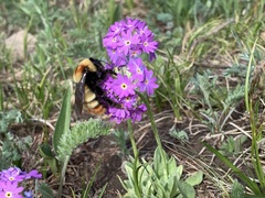 Bombus sibiricus