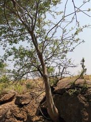 Albizia anthelmintica