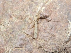 Amphineurus insulsus