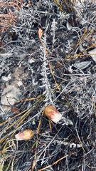 Helichrysum retortum