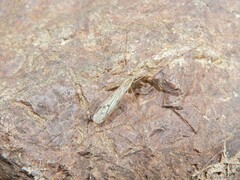 Amphineurus insulsus