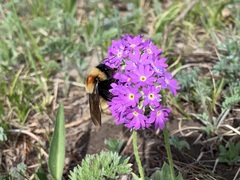 Bombus sibiricus