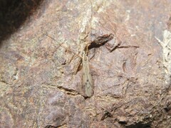 Amphineurus insulsus